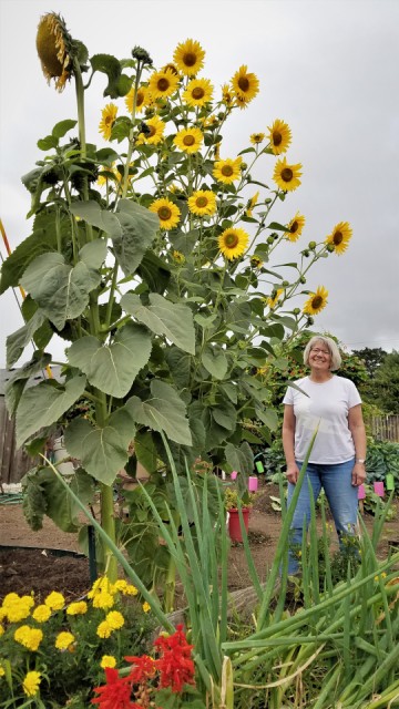 12 Foot Tall Sunflower Plants | RonaldBerry | Blipfoto