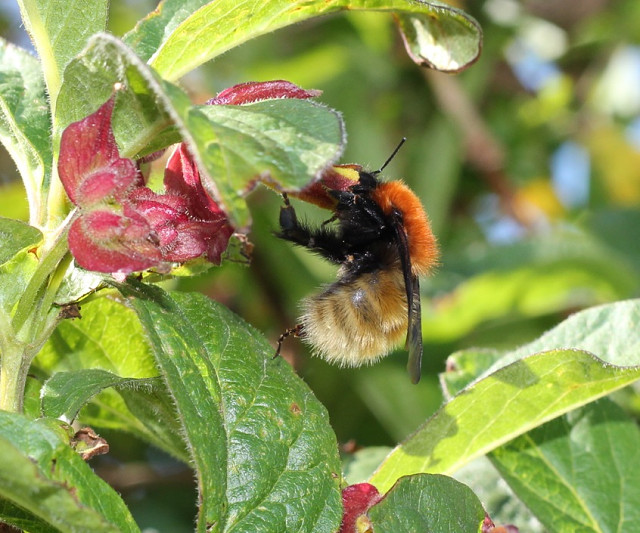 Hebridean Bumble Bee | rspb123 | Blipfoto