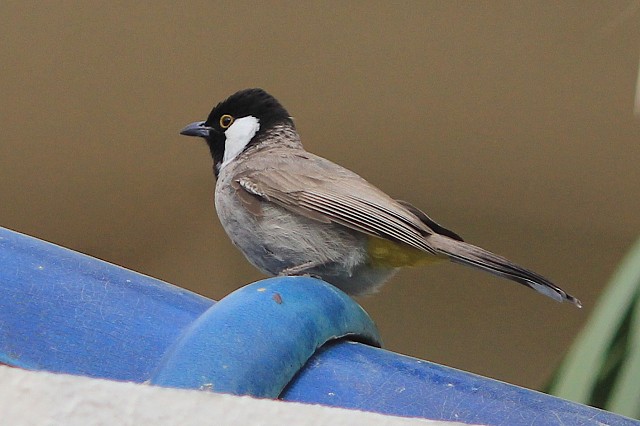 National Bird Of Bahrain