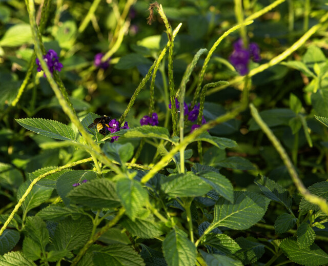 Bumblebee | bugsman | Blipfoto