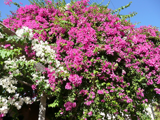 This Bougainvillea is the... | yourdearsister | Blipfoto