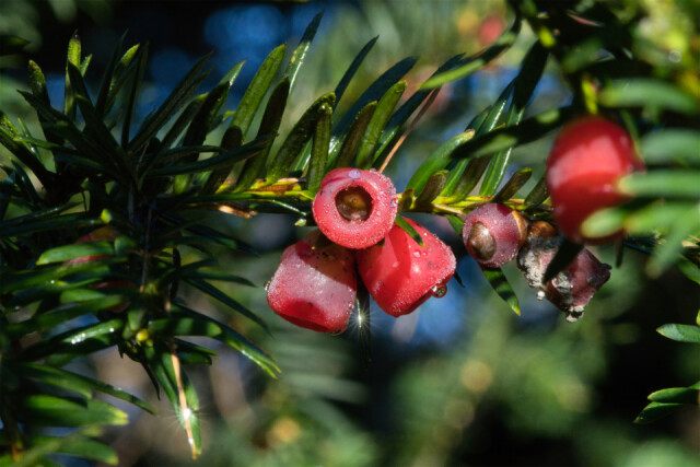 DecemBerry Bells | Incredibish | Blipfoto