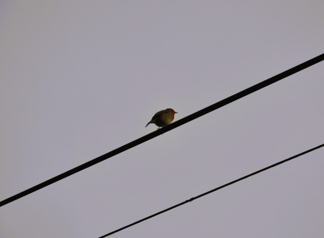 Like A Bird On A Wire StephenF Blipfoto Like A Bird On A Wire StephenF Blipfoto
