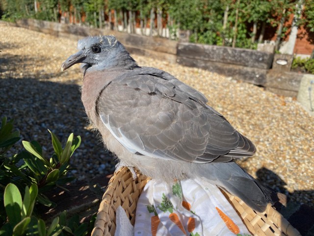 Fledgling pigeon | PAR1 | Blipfoto