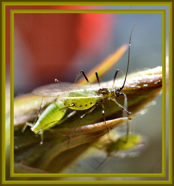 greenfly-on-the-roses-charente-blipfoto