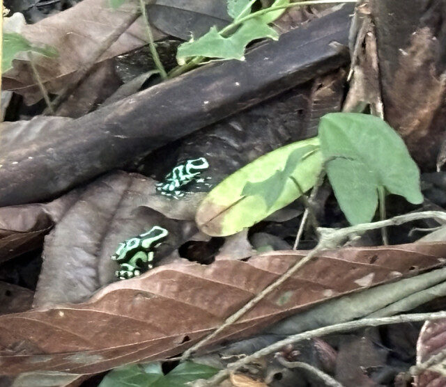 Green & Black Poison Dart Frog, Costa Rica | RegardsFromEdin | Blipfoto