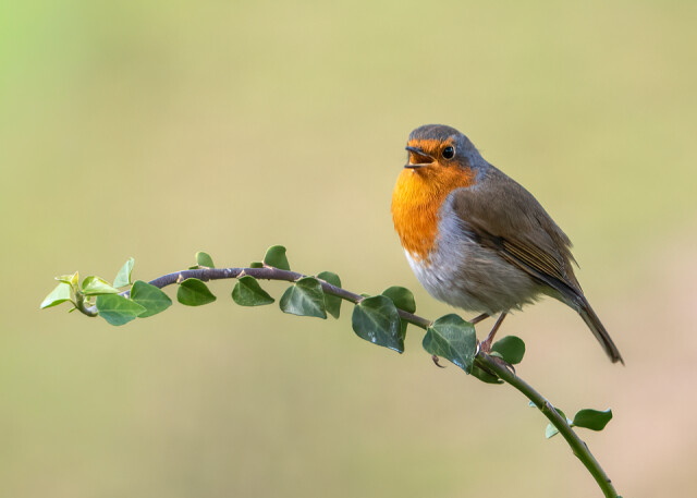 Morning Robin | AH14 | Blipfoto