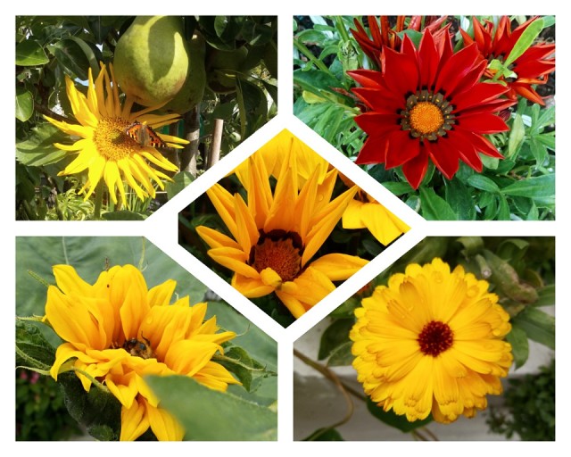 Garden collage | sunflower | Blipfoto