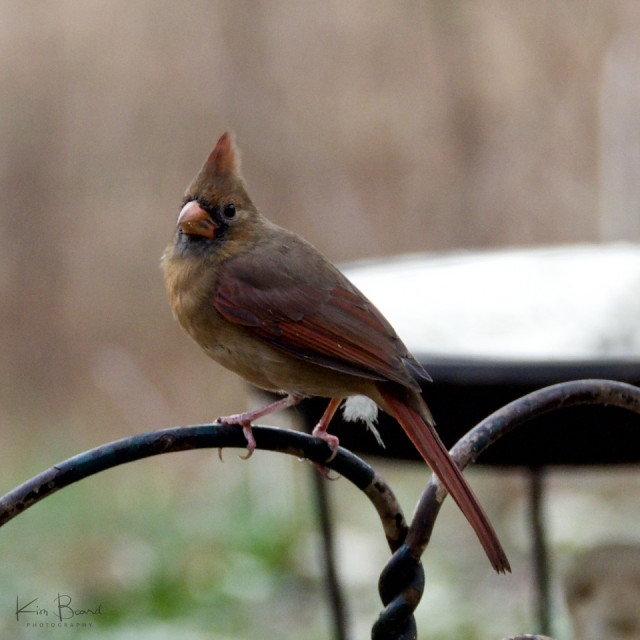 Young Female Cardinal | Kimb | Blipfoto
